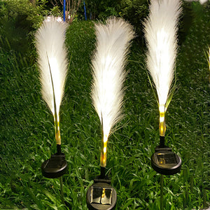 Reed Fibre Optique Lumière