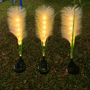 Reed Fibre Optique Lumière