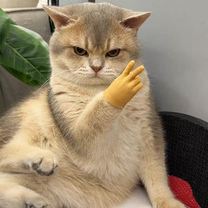 Jouet amusant en forme de gant pour chat