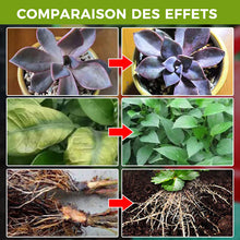 Charger l&#39;image dans la galerie, Suppléments promoteurs de croissance des plantes