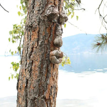 Charger l&#39;image dans la galerie, Décoration Extérieure de Visage d&#39;Arbre