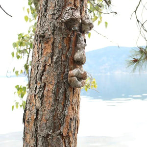 Décoration Extérieure de Visage d'Arbre