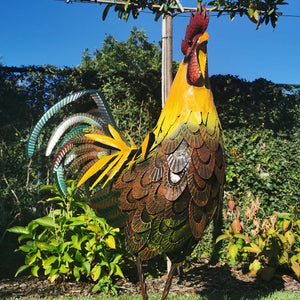 Coq de fer - détails étonnants et belles couleurs - art de la pelouse et du jardin