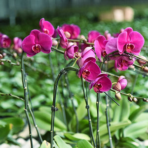 Support orchidée Phalaenopsis