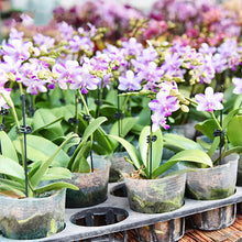 Charger l&#39;image dans la galerie, Support orchidée Phalaenopsis