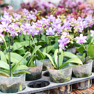 Support orchidée Phalaenopsis