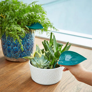 🌸🥬Feuilles d'arrosage drôles (6pcs)🥬🌸
