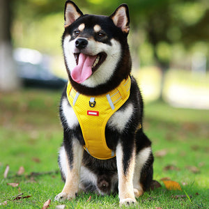 Sangle de poitrine réfléchissante pour chien