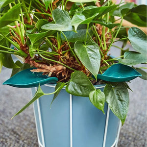 🌸🥬Feuilles d'arrosage drôles (6pcs)🥬🌸