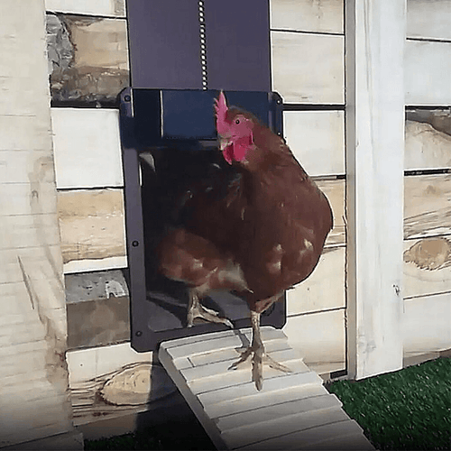 🐓Porte de poulailler automatique