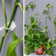 Charger l&#39;image dans la galerie, Clip Mural pour Plantes Grimpantes (30 pièces)