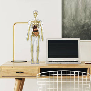 🫀Modèle de torse de corps humain 3D pour squelette de modèle d'anatomie d'enfant🩺