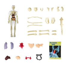 Charger l&#39;image dans la galerie, 🫀Modèle de torse de corps humain 3D pour squelette de modèle d&#39;anatomie d&#39;enfant🩺