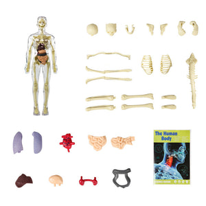 🫀Modèle de torse de corps humain 3D pour squelette de modèle d'anatomie d'enfant🩺