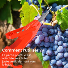 Charger l&#39;image dans la galerie, Outils efficaces de collecte de poivre