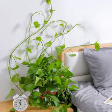 Charger l&#39;image dans la galerie, Clip Mural pour Plantes Grimpantes (30 pièces)