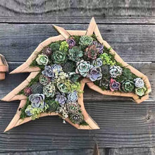 Charger l&#39;image dans la galerie, Arrangement de Jardin d&#39;Animaux Succulents