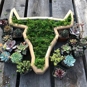 Arrangement de Jardin d'Animaux Succulents