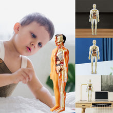 Charger l&#39;image dans la galerie, 🫀Modèle de torse de corps humain 3D pour squelette de modèle d&#39;anatomie d&#39;enfant🩺