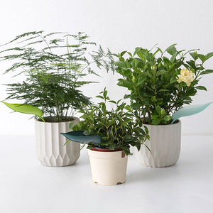 🌸🥬Feuilles d'arrosage drôles (6pcs)🥬🌸